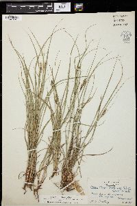 Carex triceps image
