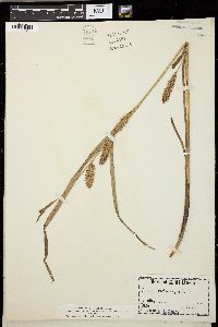 Carex trichocarpa image