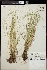 Carex trisperma image