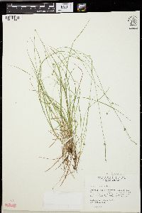 Carex trisperma image