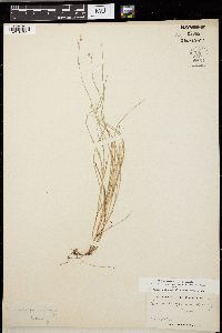 Carex trisperma image