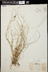 Carex trisperma image