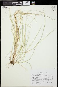 Carex trisperma image