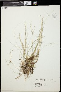 Carex trisperma image