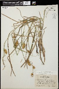 Carex tuckermanii image
