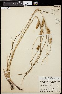 Carex tuckermanii image