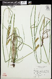 Carex tuckermanii image