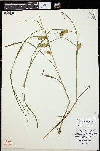 Carex tuckermanii image