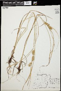 Carex tuckermanii image