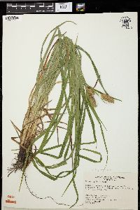 Carex typhina image