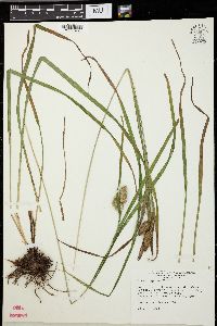 Carex typhina image