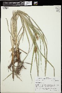 Carex typhina image