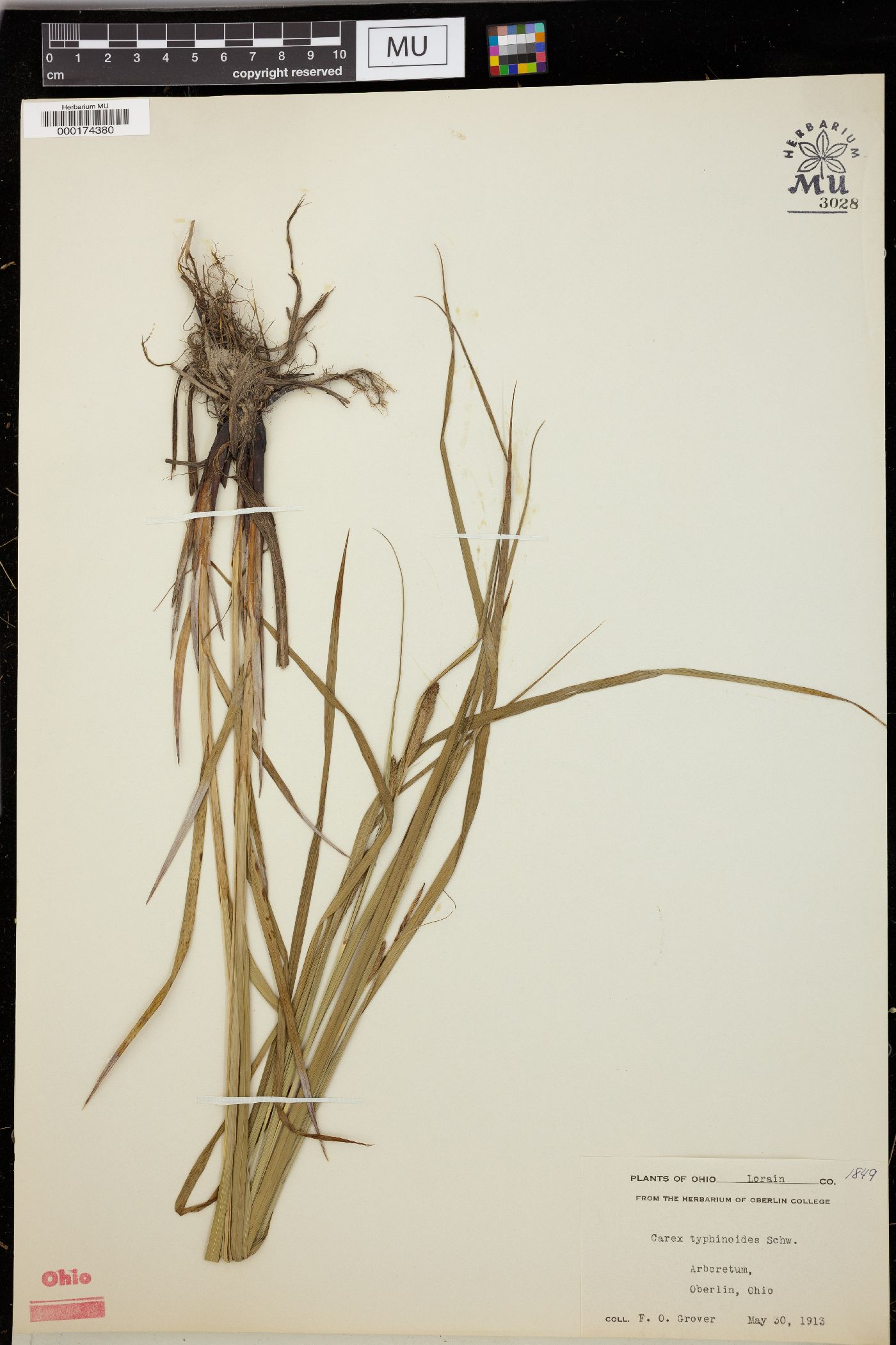 Carex typhinoides image