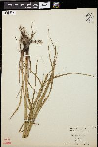 Image of Carex typhinoides
