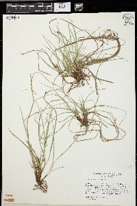 Carex umbellata image