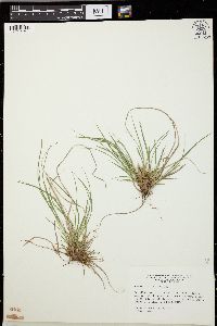 Carex umbellata image