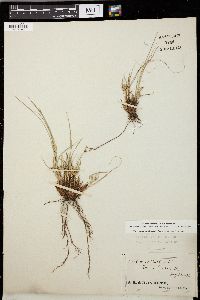 Carex umbellata image