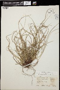 Carex umbellata image