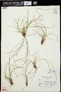 Carex umbellata image