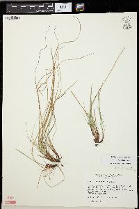 Carex umbellata image