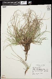 Carex umbellata image