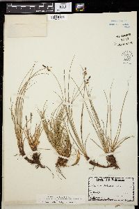 Carex umbellata image