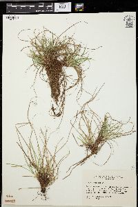 Carex umbellata image