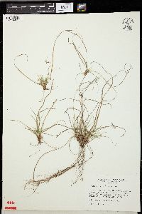 Carex umbellata image