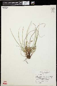 Carex umbellata image