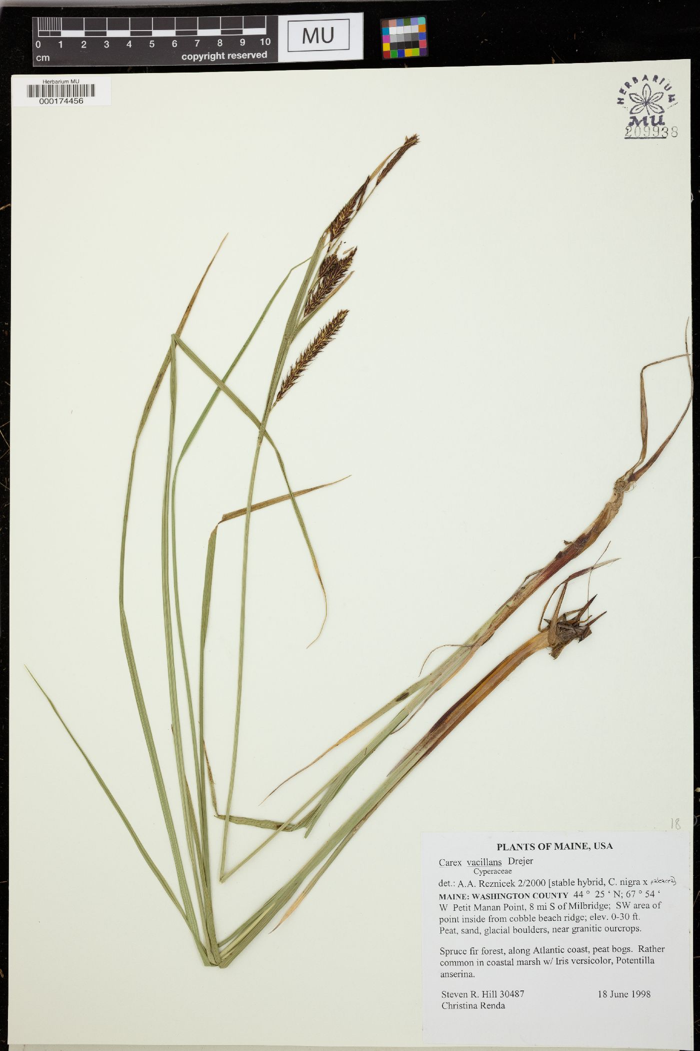 Carex vacillans image