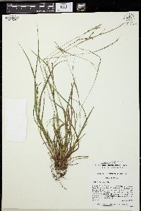 Carex venusta image