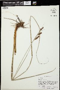 Carex verrucosa image