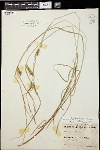 Carex vesicaria image