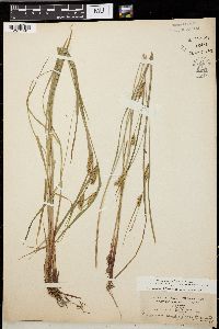 Carex vesicaria image