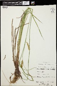 Carex vesicaria image