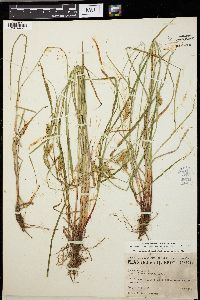 Carex vesicaria image