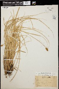 Carex vicaria image