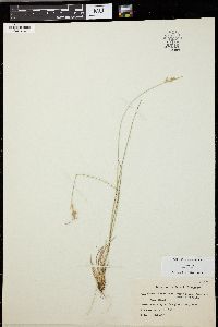 Carex viridula image