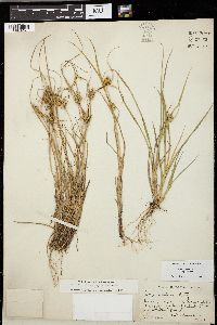 Carex viridula image