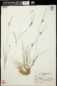 Carex viridula image