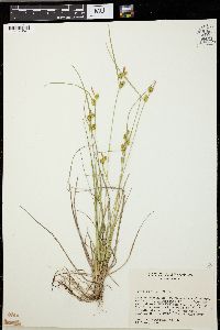 Carex viridula image