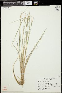 Carex viridula image