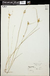 Carex viridula image