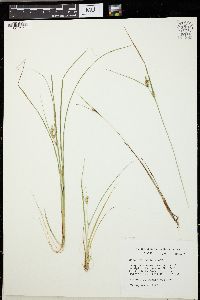 Carex viridula image