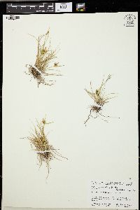 Carex viridula image