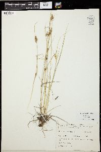 Carex viridula image