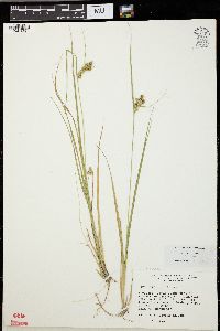 Carex viridula image