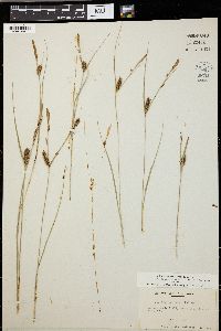 Carex walteriana image