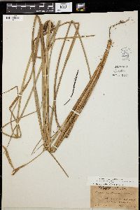 Carex walteriana image