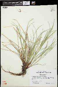 Carex willdenowii image